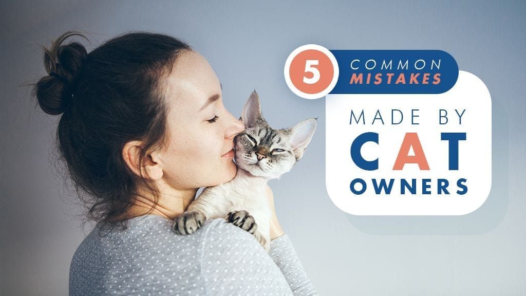 5 Common Mistakes Cat Owners Make and How to Avoid Them 5 Common Mistakes Cat Owners Make and How to Avoid Them